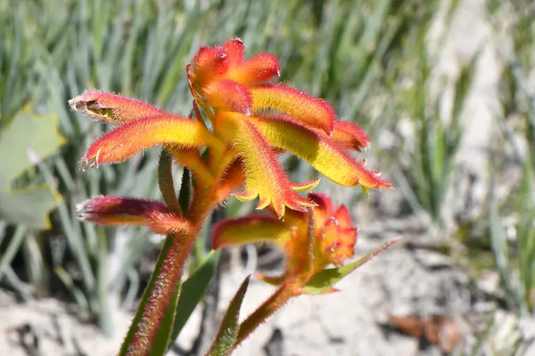Anigozanthos humilis Lindl. subsp. humilis