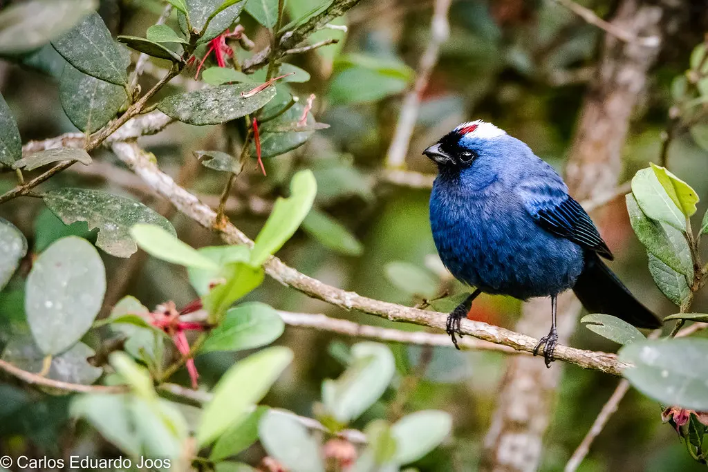 Diademed tanager