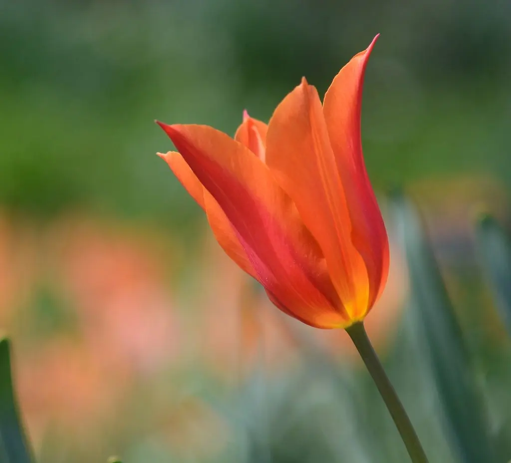 Stratford Ontario ~ Canada ~ Rose Tulip ~ Botanical Garden