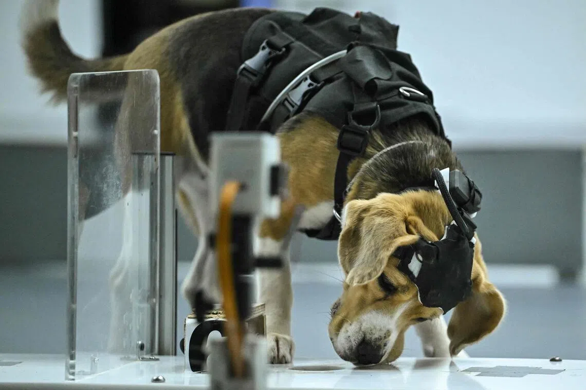 The Canine-AI Partnership: A Diagnostic Frontier or a Symptom of Deeper Needs?