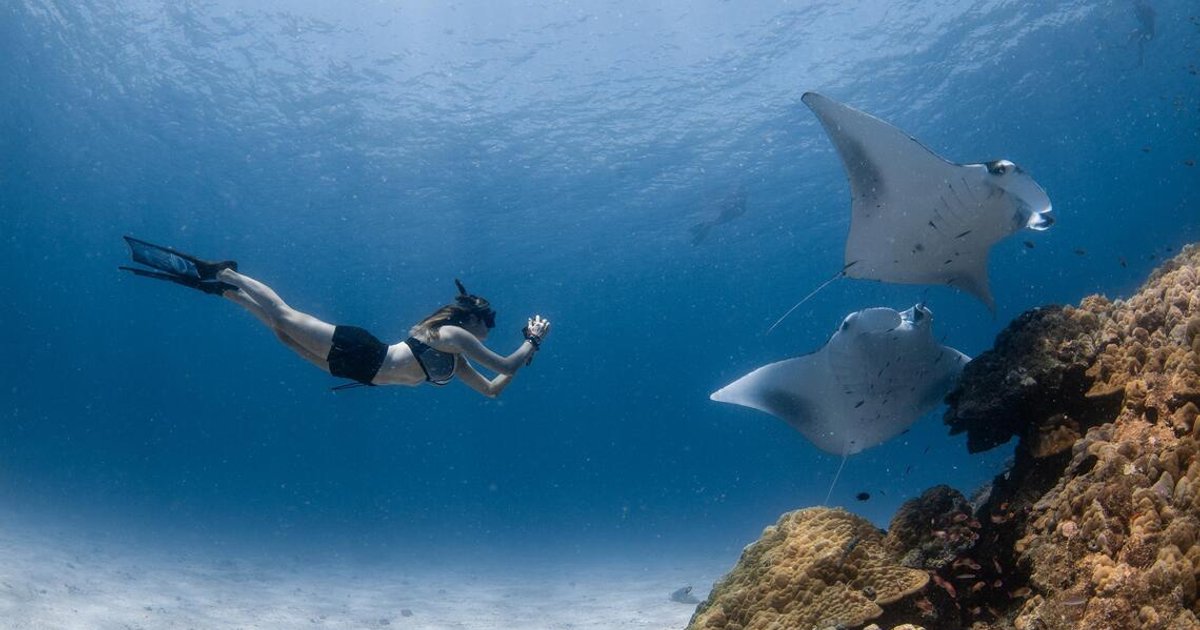 The Commercial Sanctuary of Hanifaru Bay