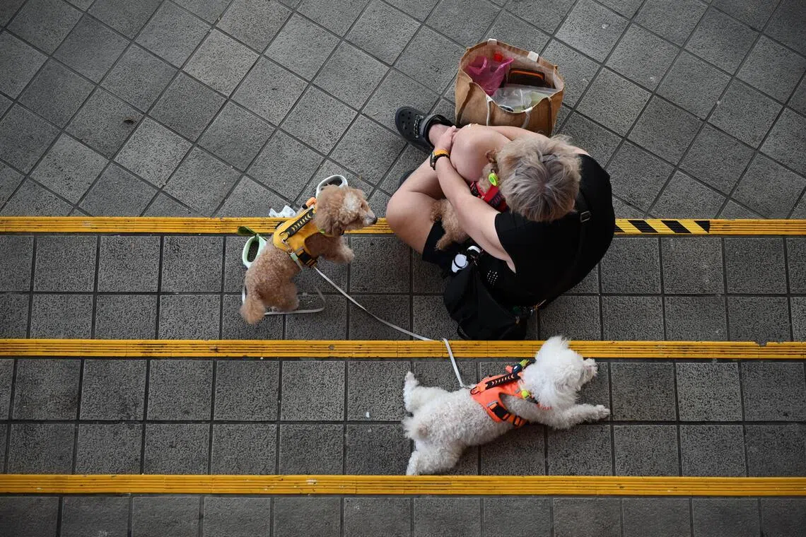 The enduring cost of Singapore's rabies-free status