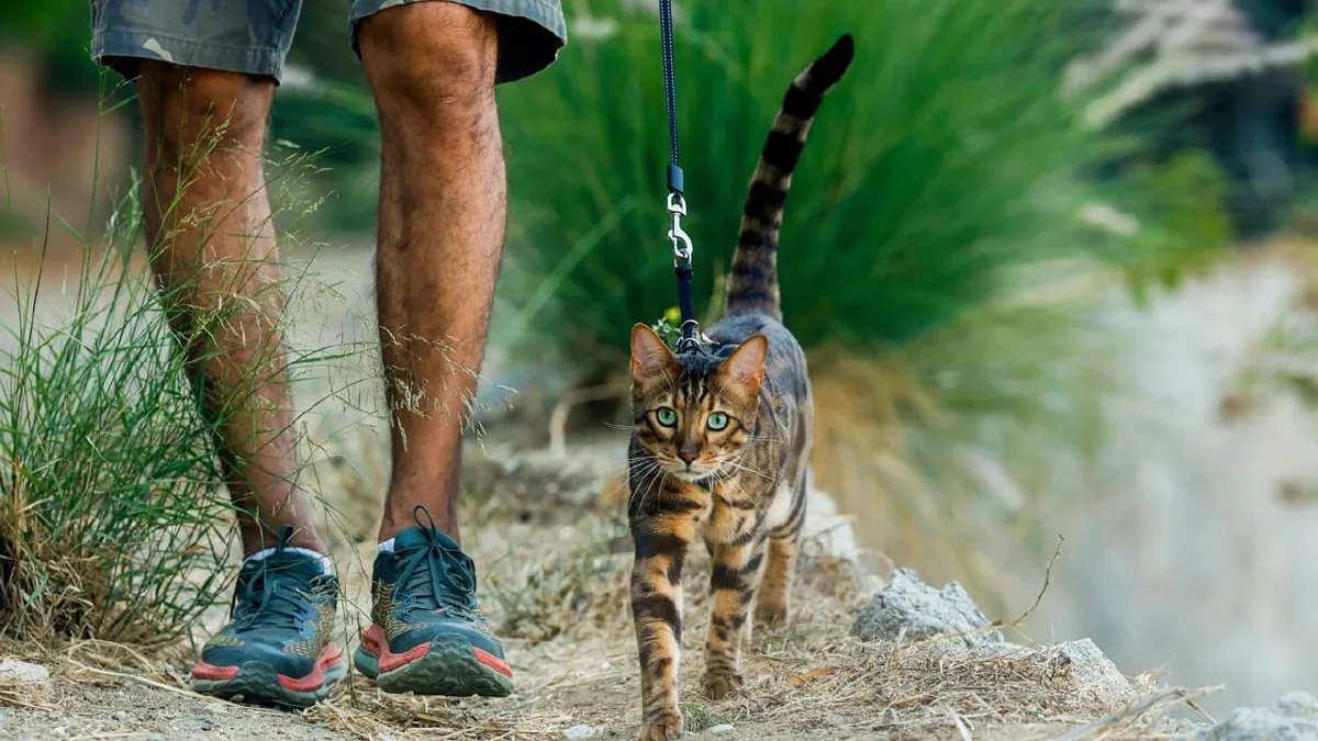 The Leash and the Landscape: Shifting Narratives of Pet Companionship in Asia