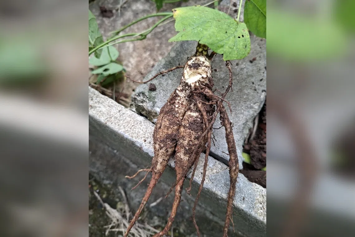 The Silent Yield: Soil, Yam Bean, and the Memory of Cultivation