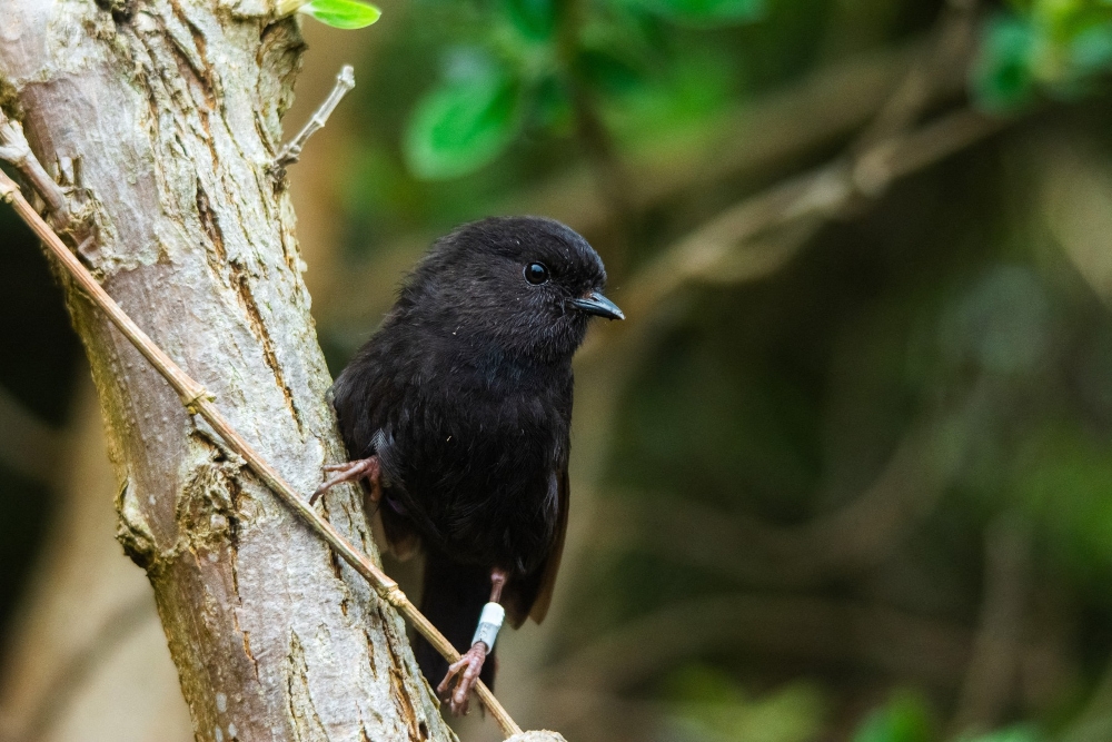 A Tiny Bird, A Large Question For Asia-Pacific