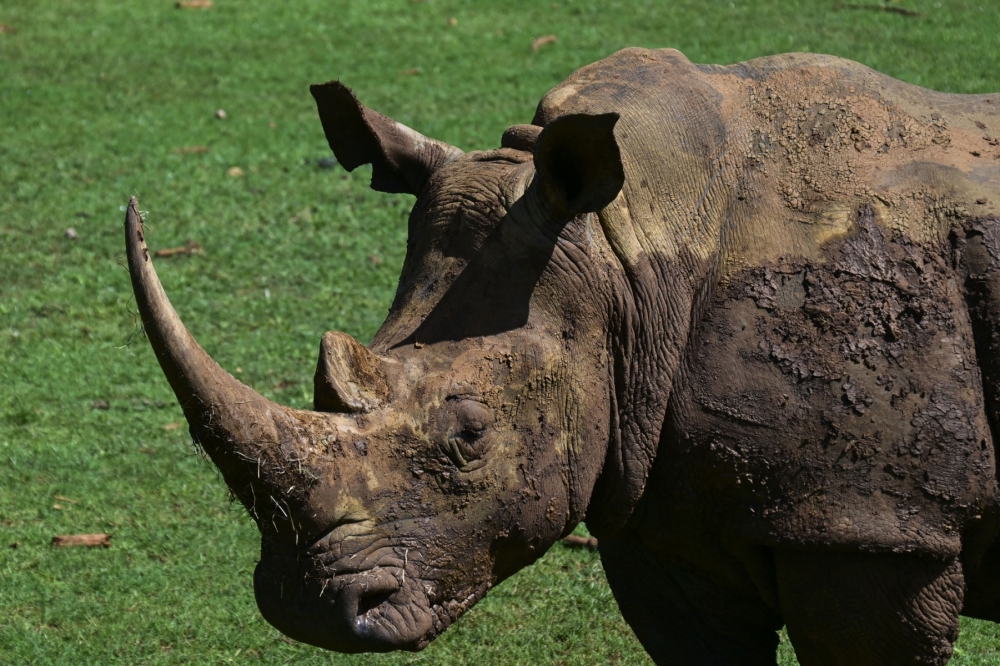 Crete Rhino Skull Highlights Gaps in Southeast Asia's Ancient History