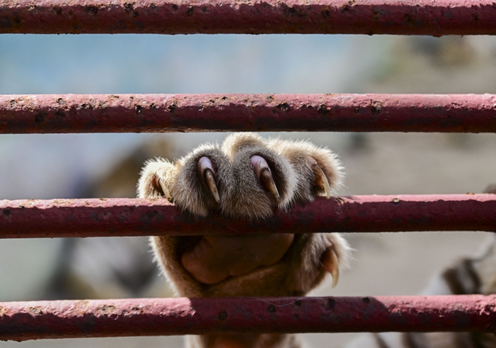 Resource Scarcity in Cuba’s Zoo Highlights Broader Regional Vulnerability