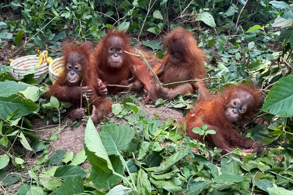 The Weight of Desire: Abandoned Orangutans and Asia's Silent Trade