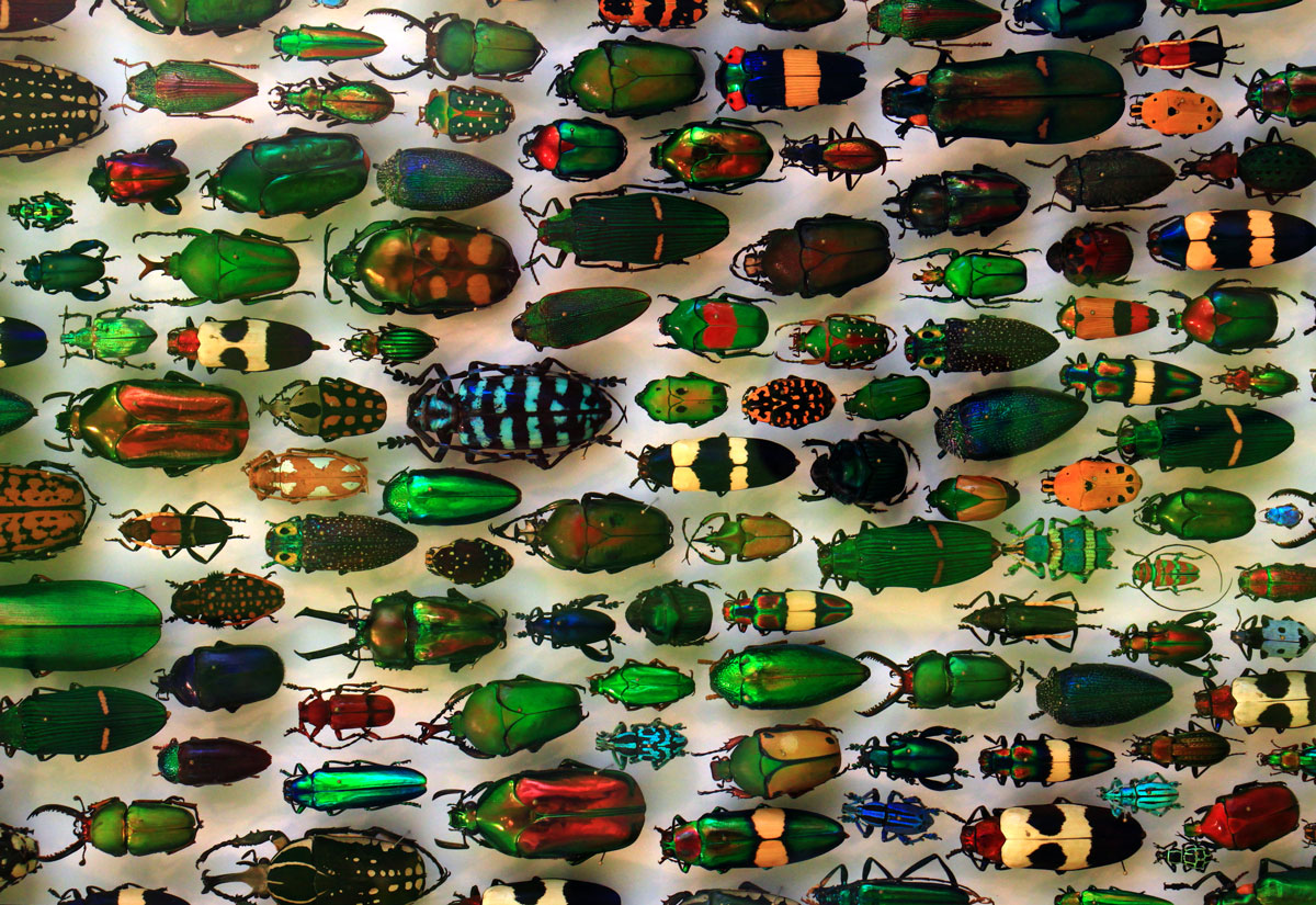 Conservation Capital Chases Visible Assets While Baseline Audits Fail