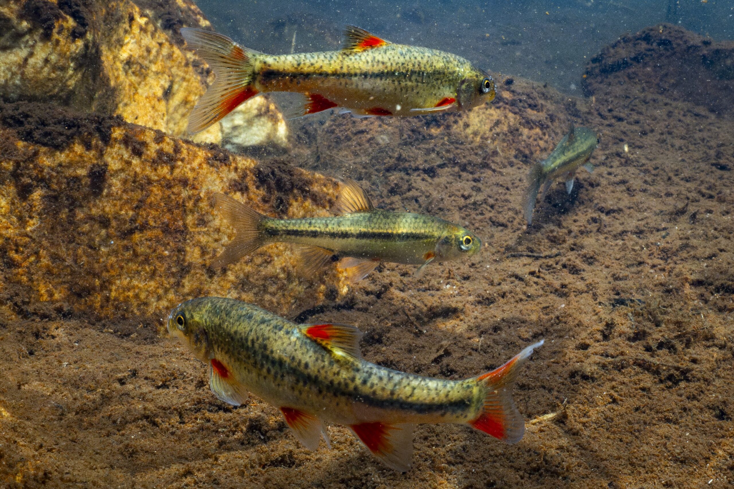 The Balance Sheet of Eradication in the Breekkrans River