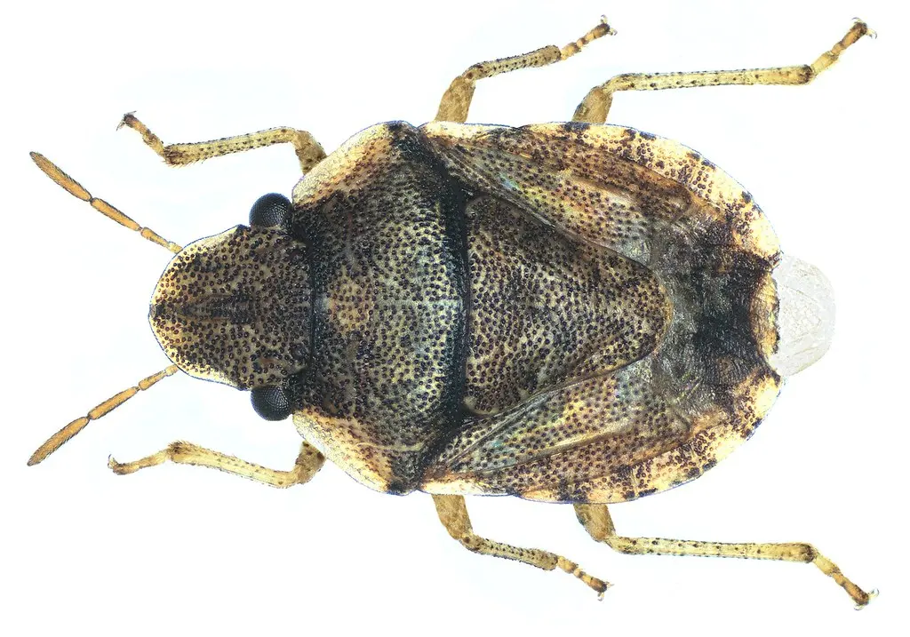 Sciocoris indicus Dallas 1851