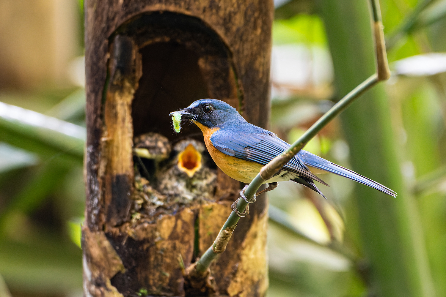 A Local Shift in Java Questions Wider Conservation Strategy