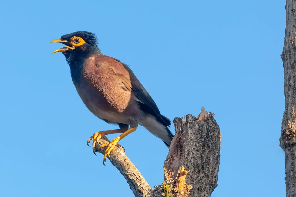 Myna (Common myna) bird on the tree, Thailand