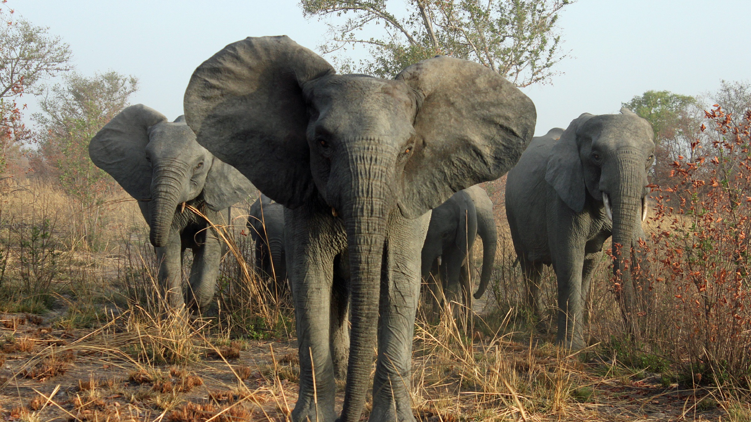 African Wildlife Crime and Its Persistent Asian Demand
