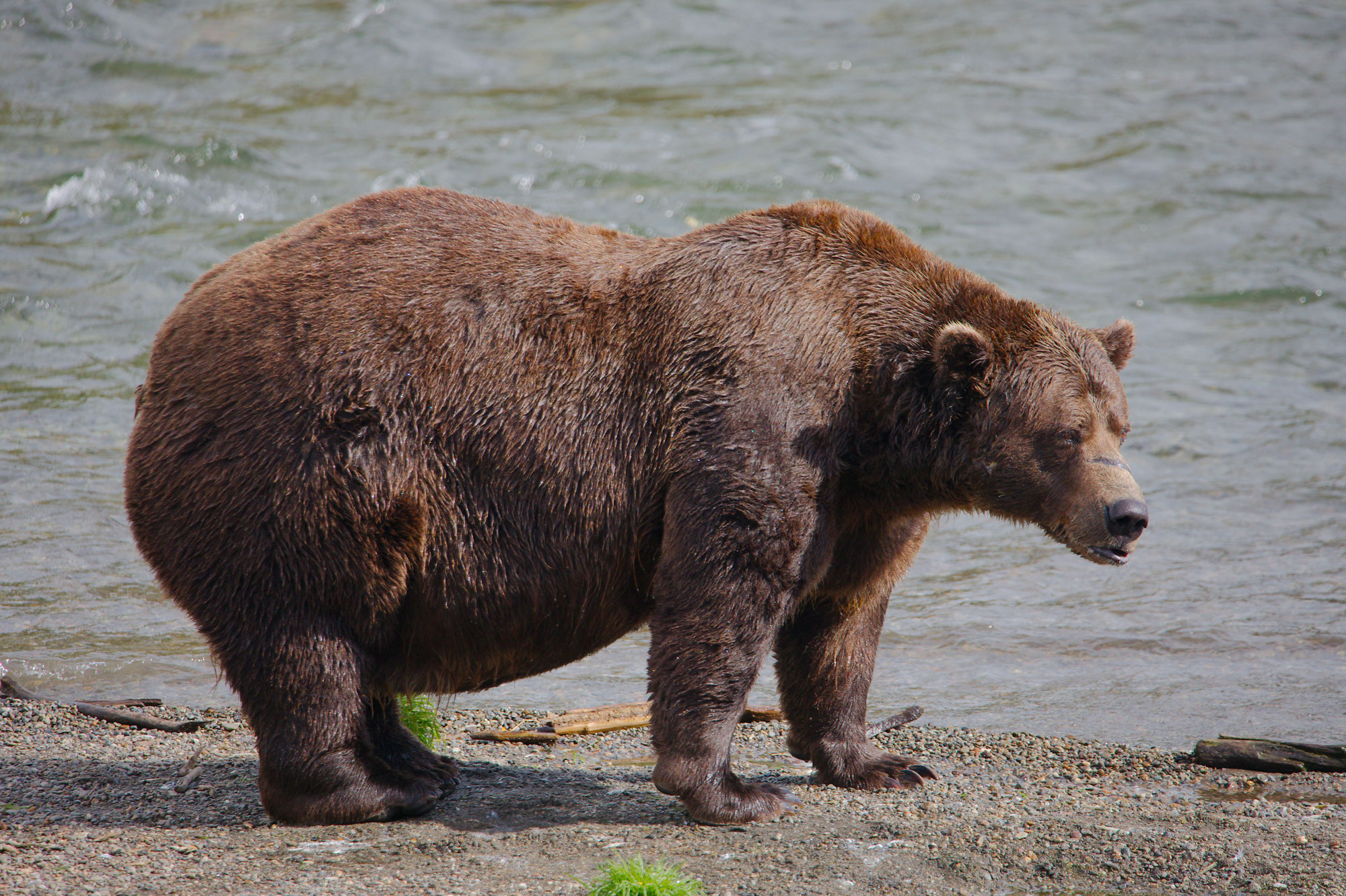 Alaska's Grizzlies and Asia's Coasts: A Proxy for Regional Strategy