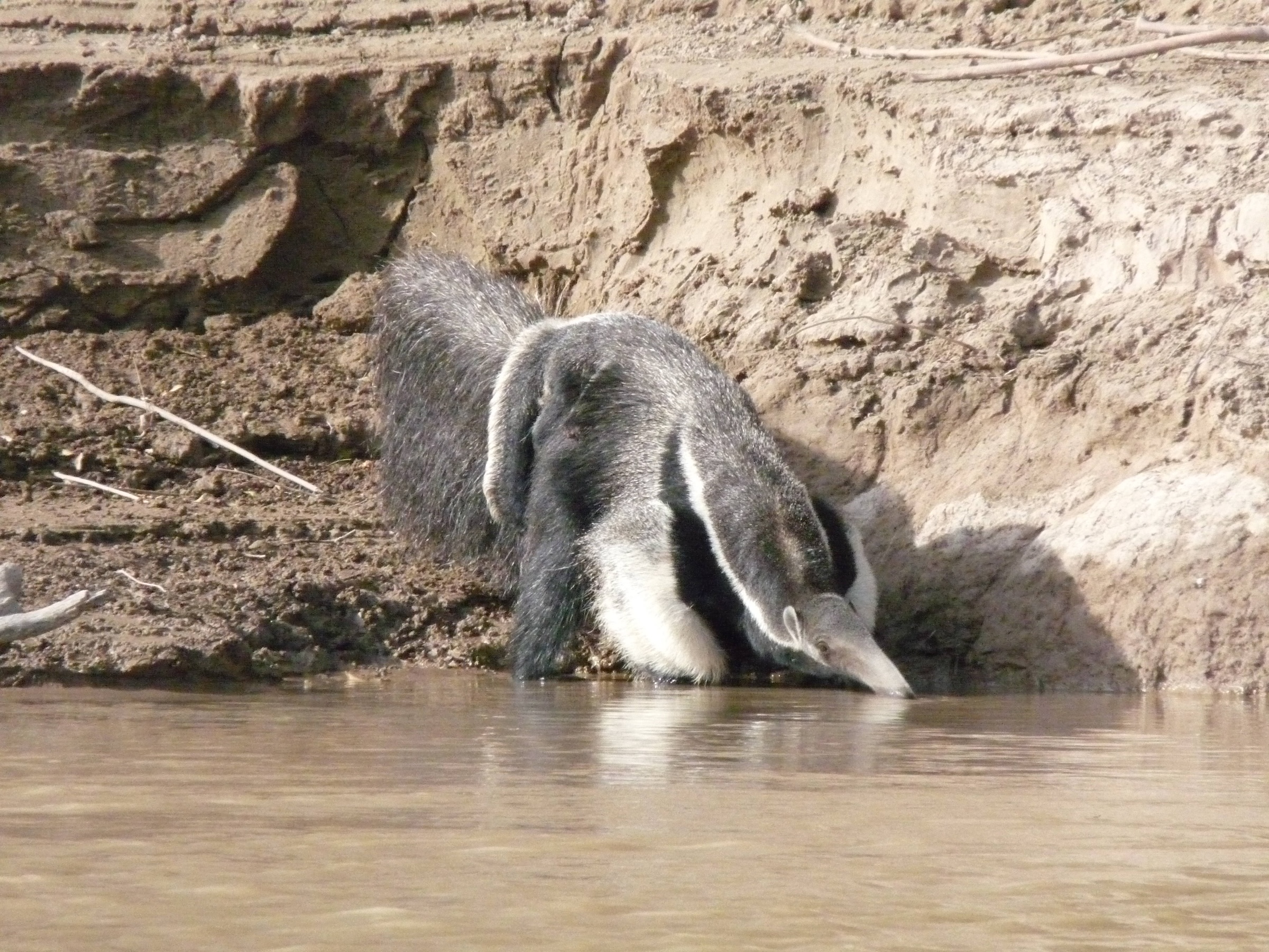 Argentina's restoration offers a model for natural regeneration in Asia-Pacific