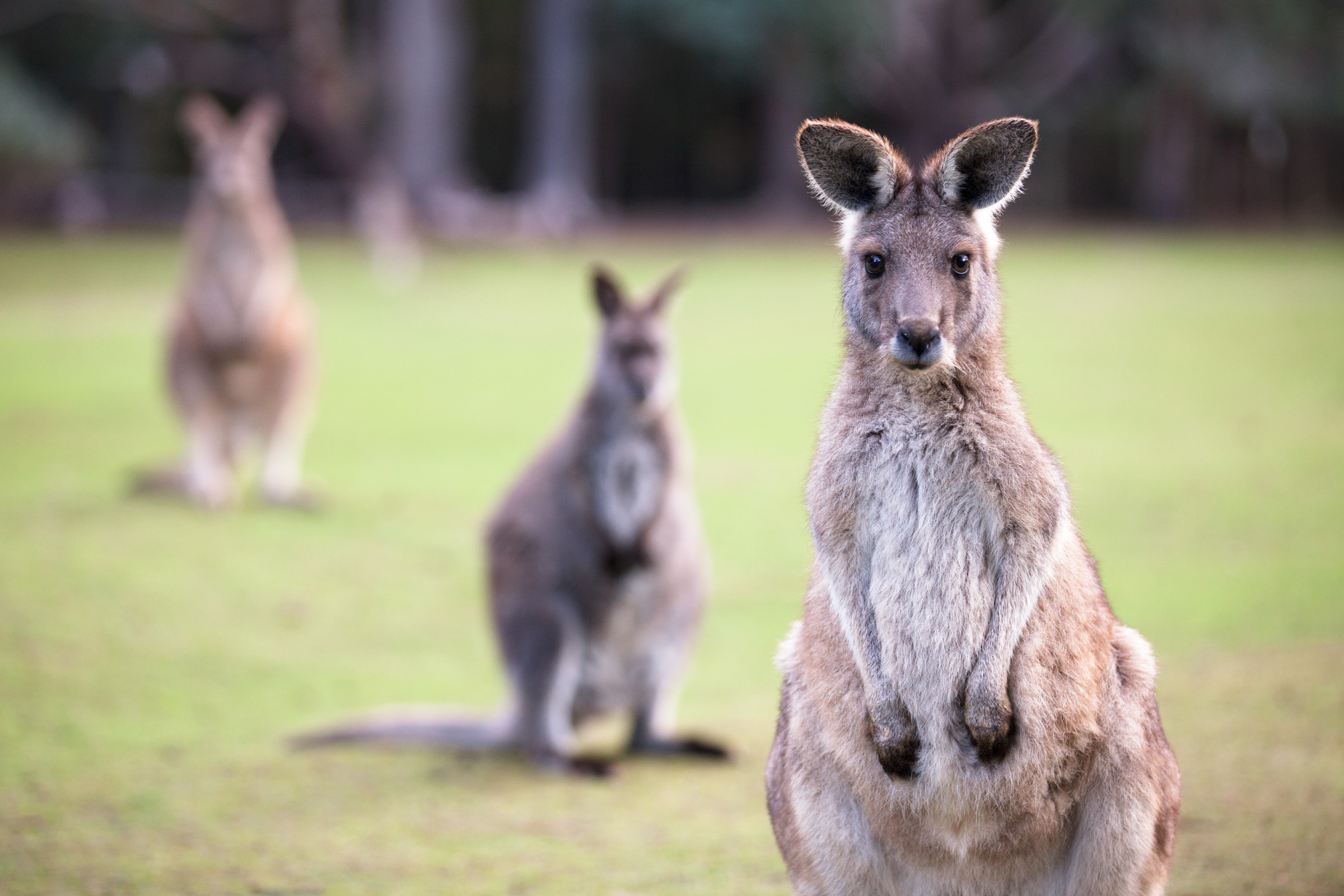 Australia's Emblematic Wildlife Meets Ecological Reality