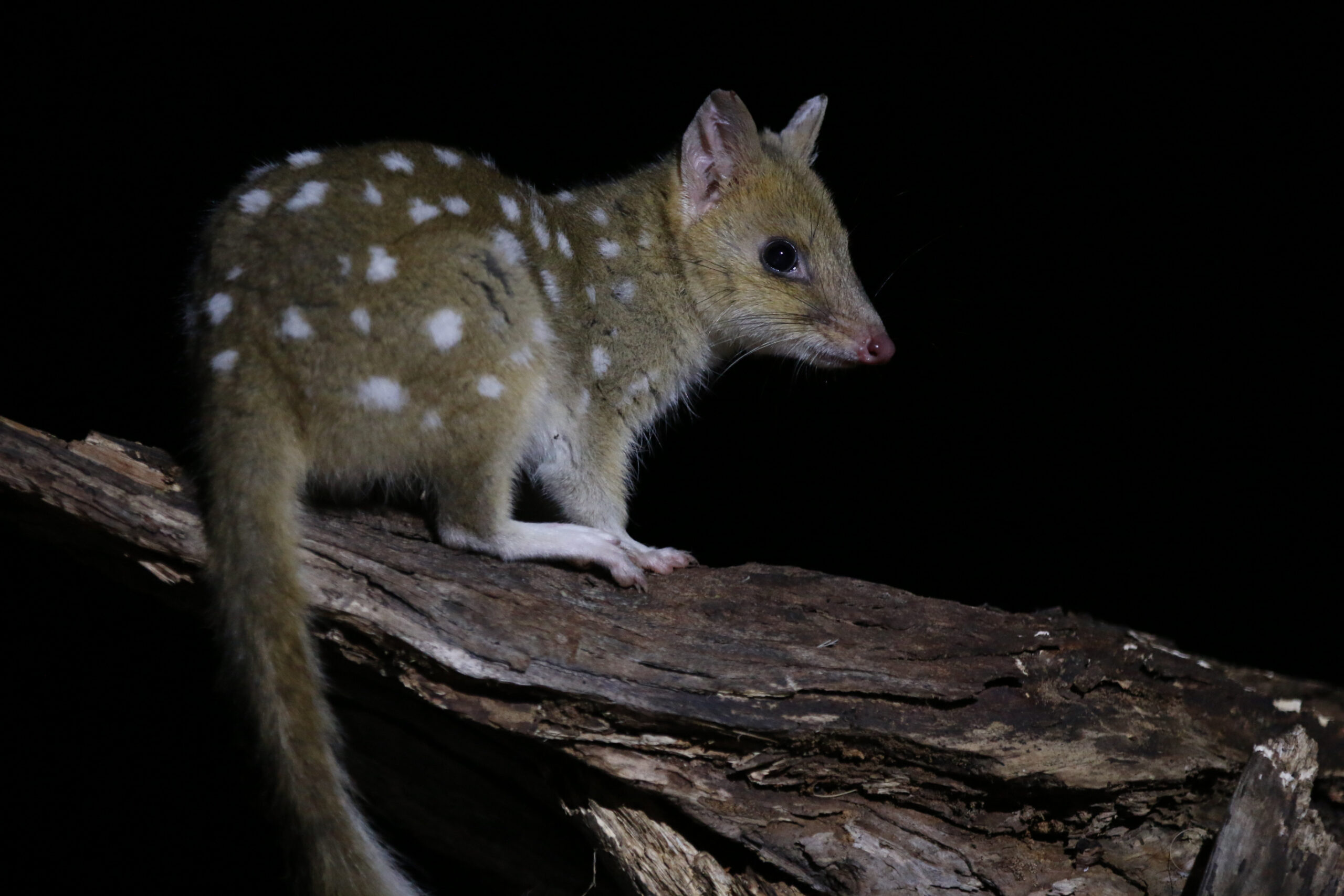 Australia's Quoll Revival Highlights Broader Regional Conservation Disparities