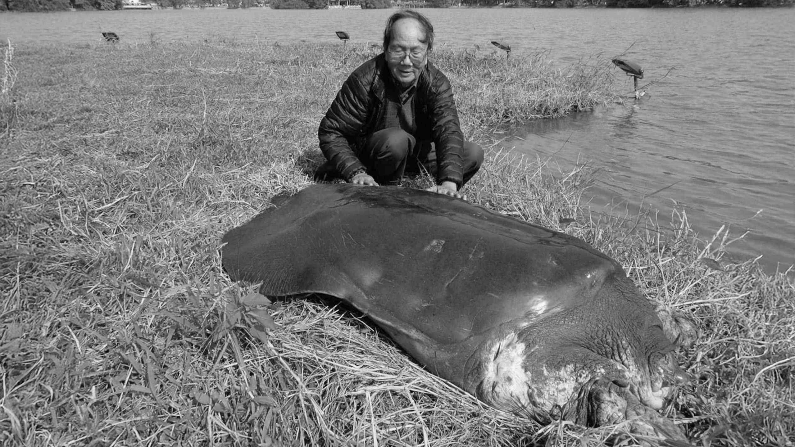 Beyond a single turtle: Vietnam's historical narratives inform regional diplomacy
