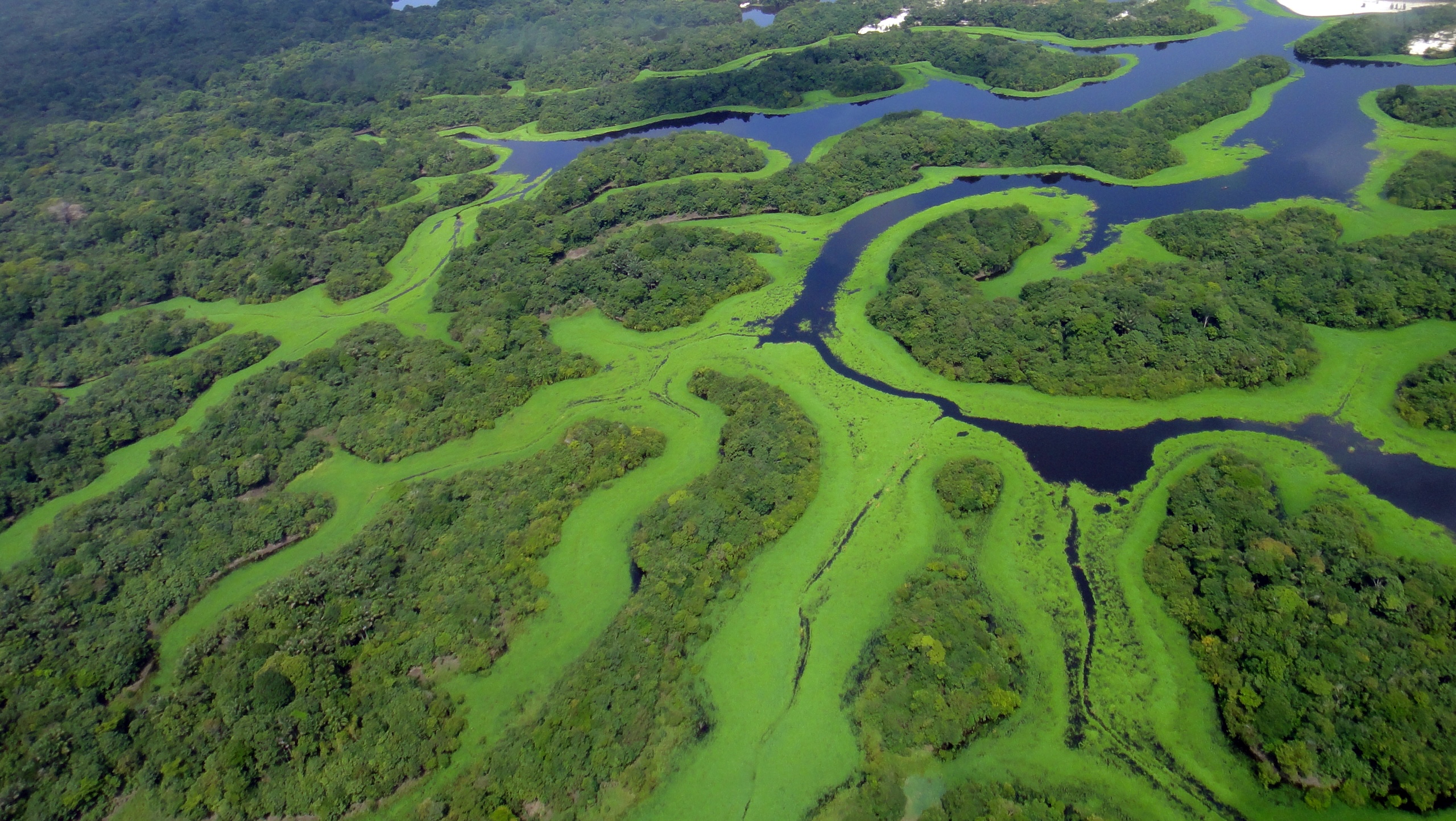 Brazil's Election Risks Amazon Reversal, Structural Implications for Asia-Pacific Conservation