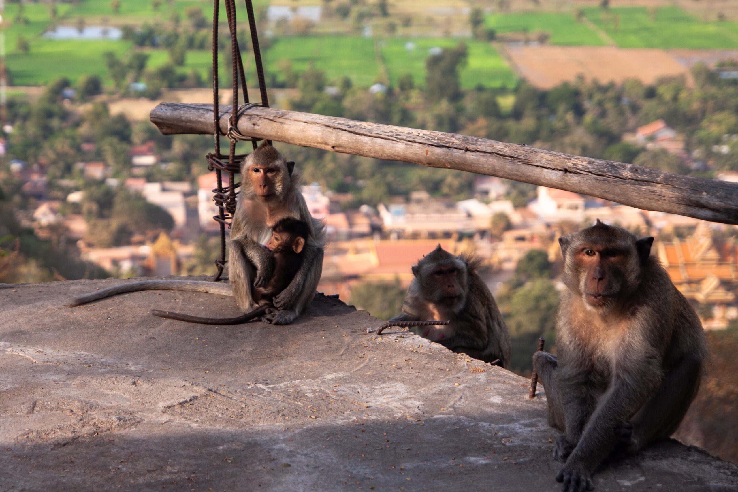 Cambodia’s Unverified Primate Audits Leave Export Supply Chains Vulnerable