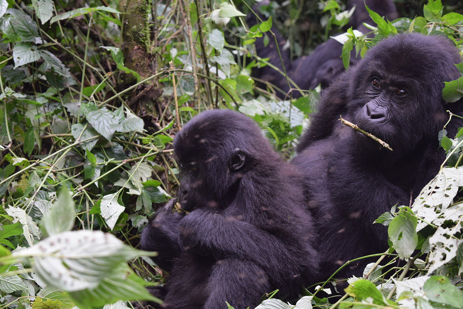 Congolese Conservation Shift: Implications for Asia-Pacific Protected Area Governance
