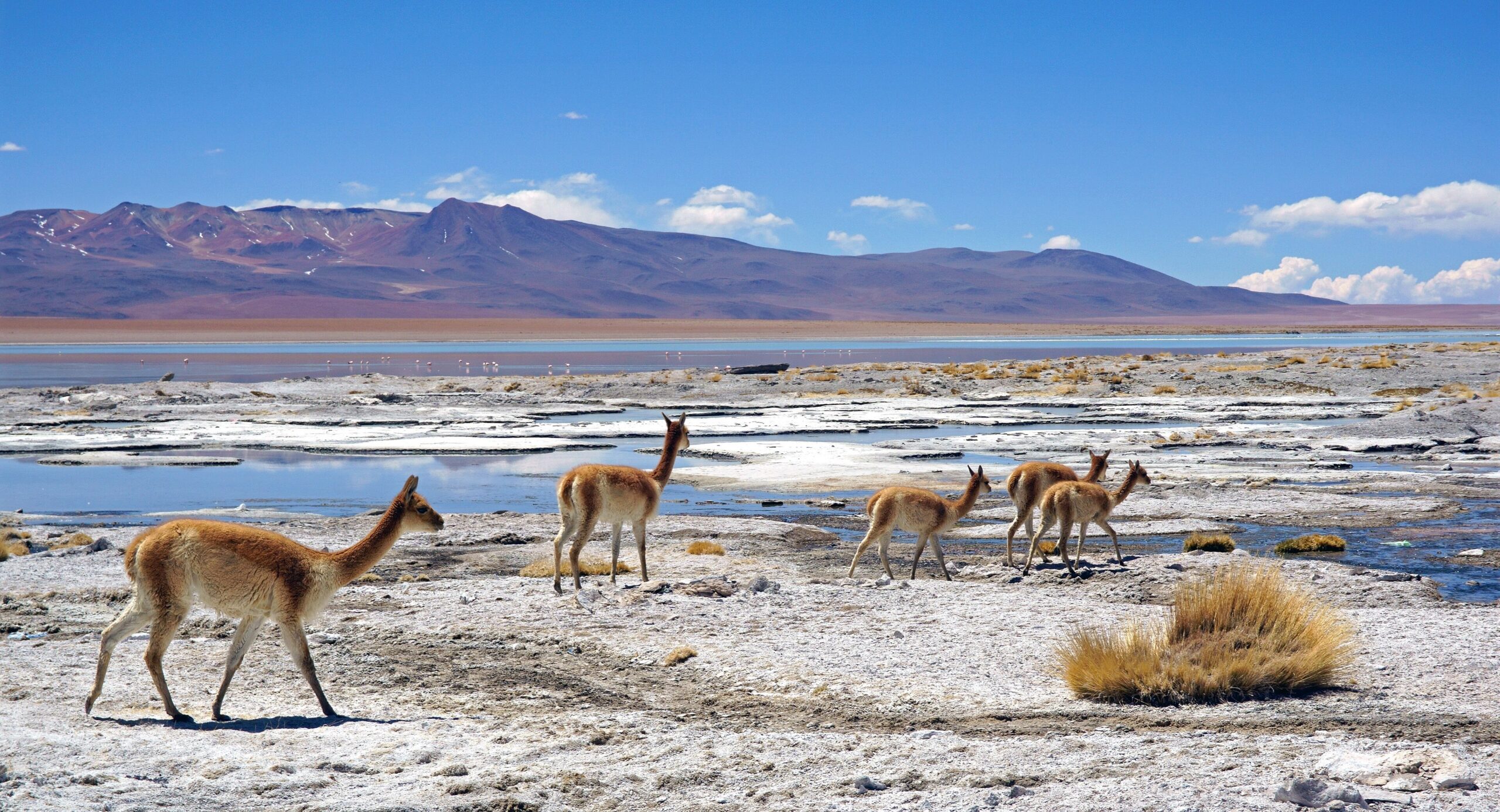 Copper Demand Signals Broader Threat to Asia-Pacific Wildlands