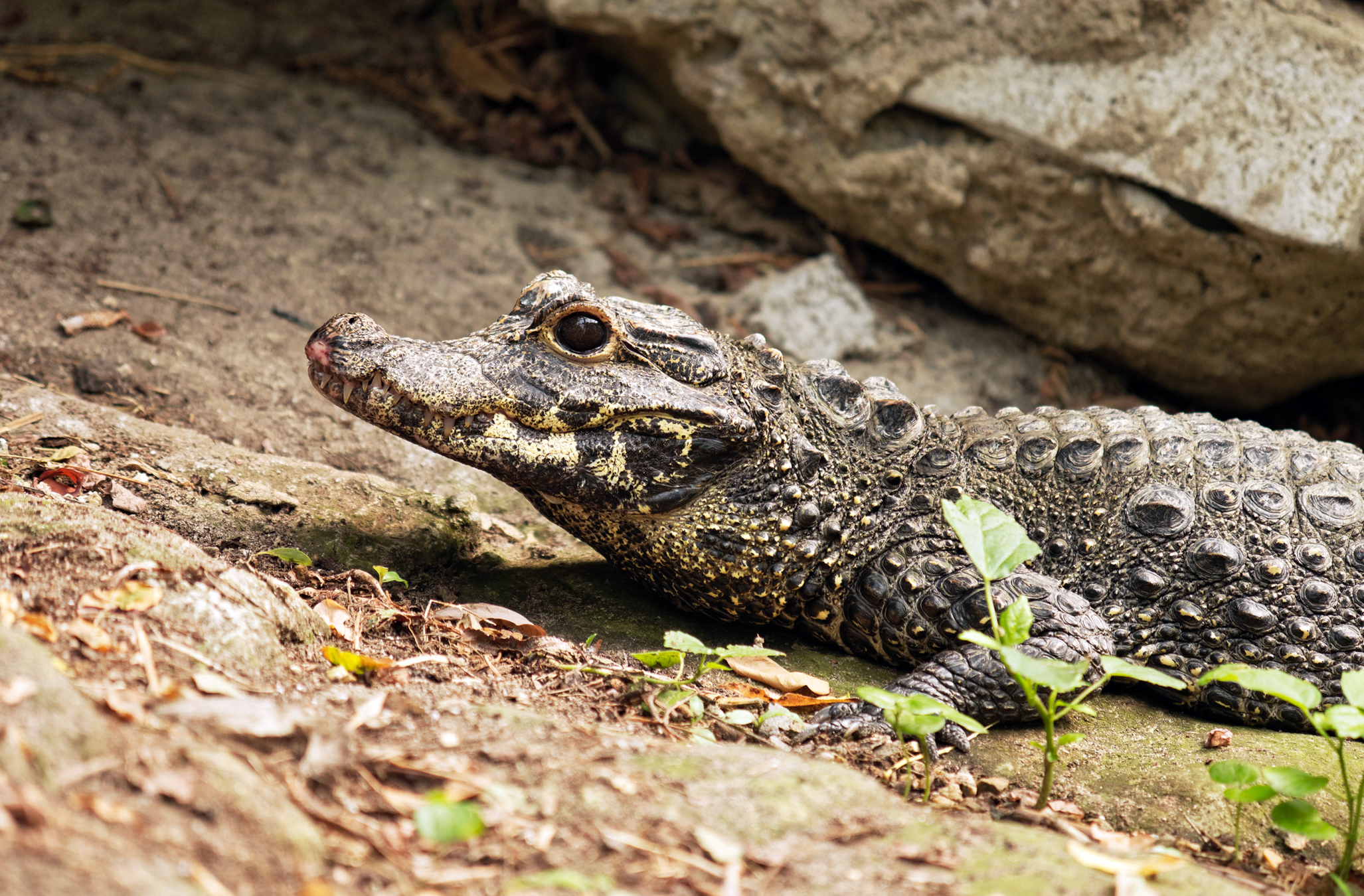 Demand for African Dwarf Crocodile Highlights Global Trade Gaps for Asia-Pacific