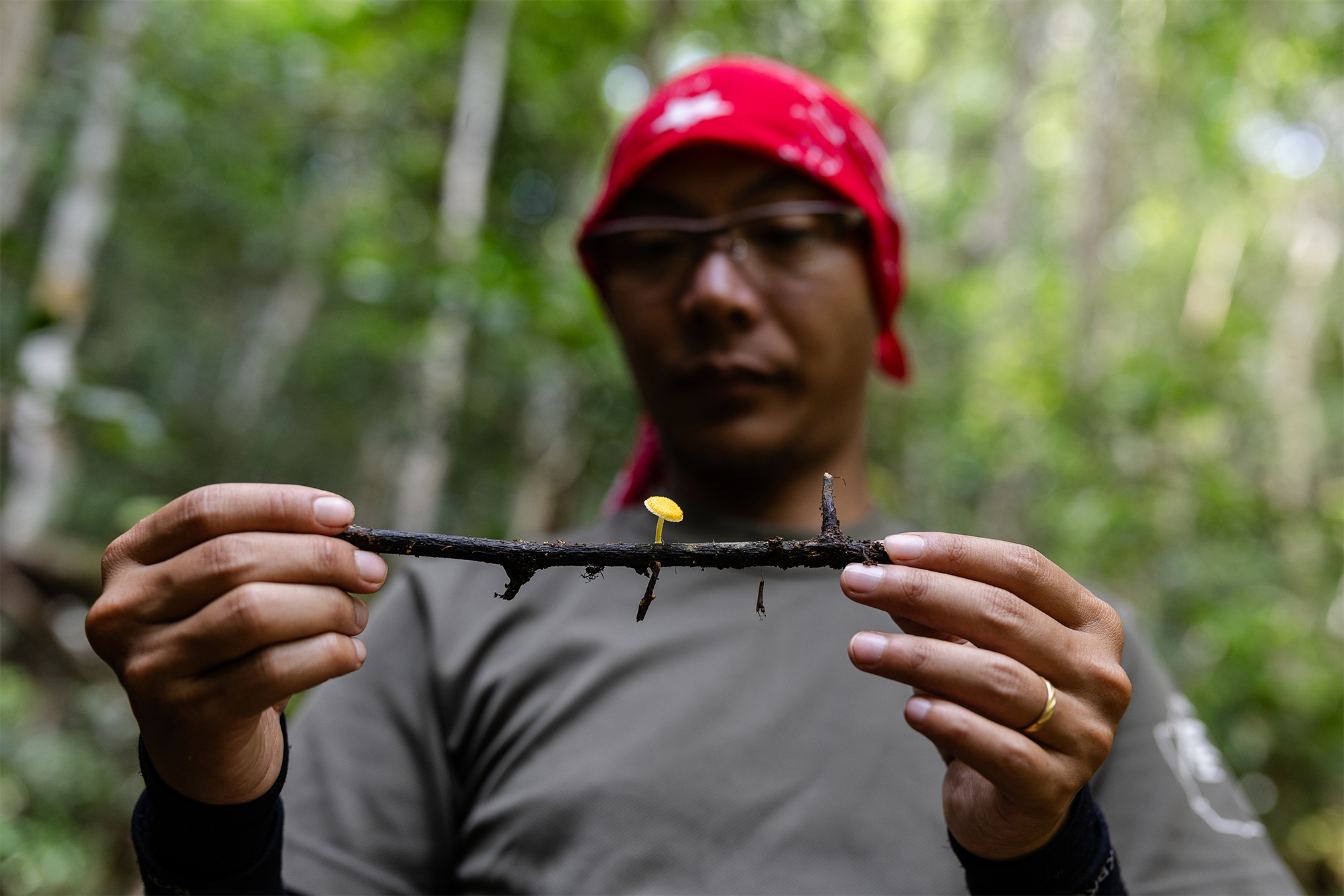 Diplomatic Status for Fungi Confronts the Reality of Forest Management