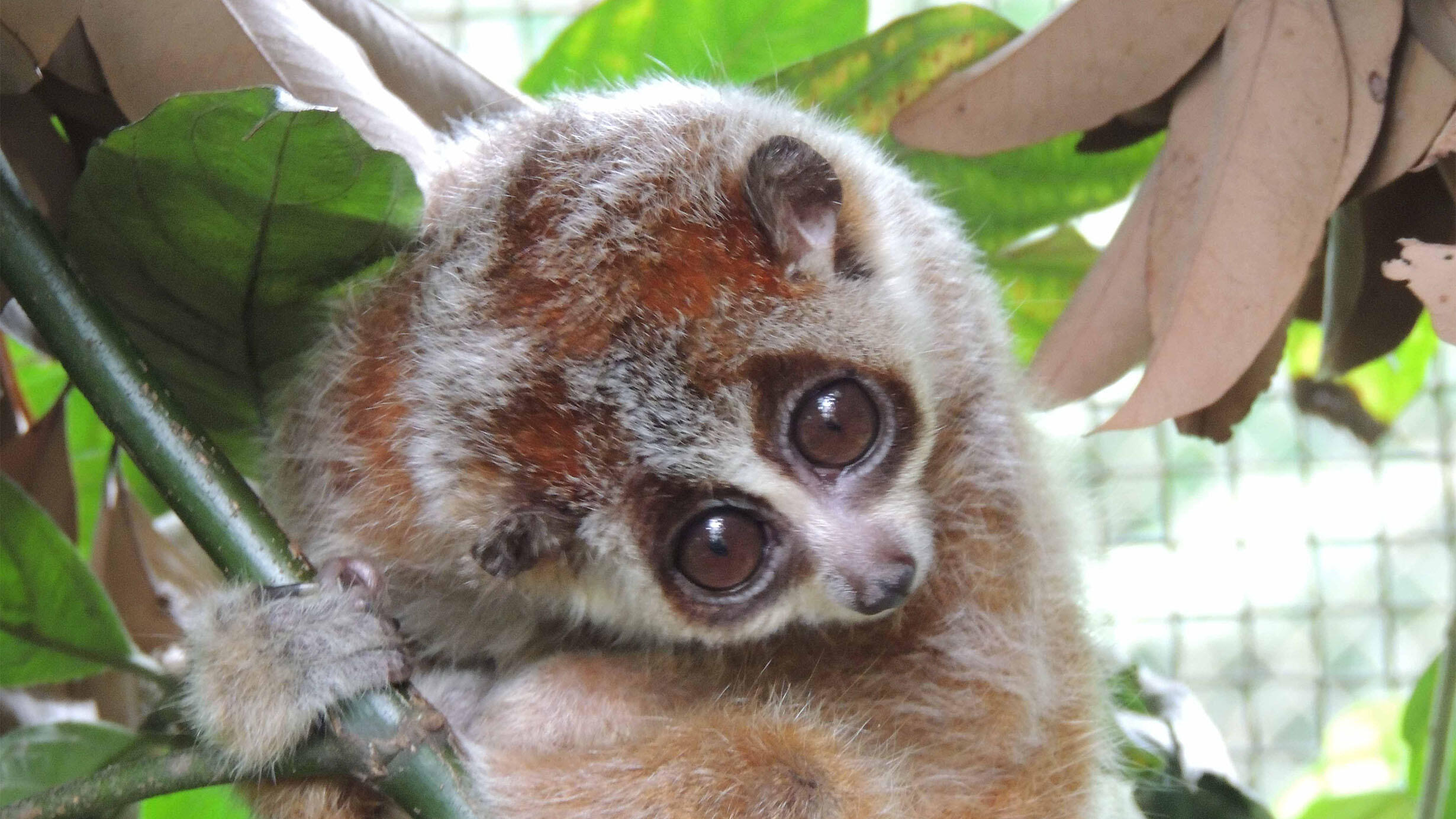 Ecological Blind Spots: The Slow Loris Discovery and Regulatory Realities