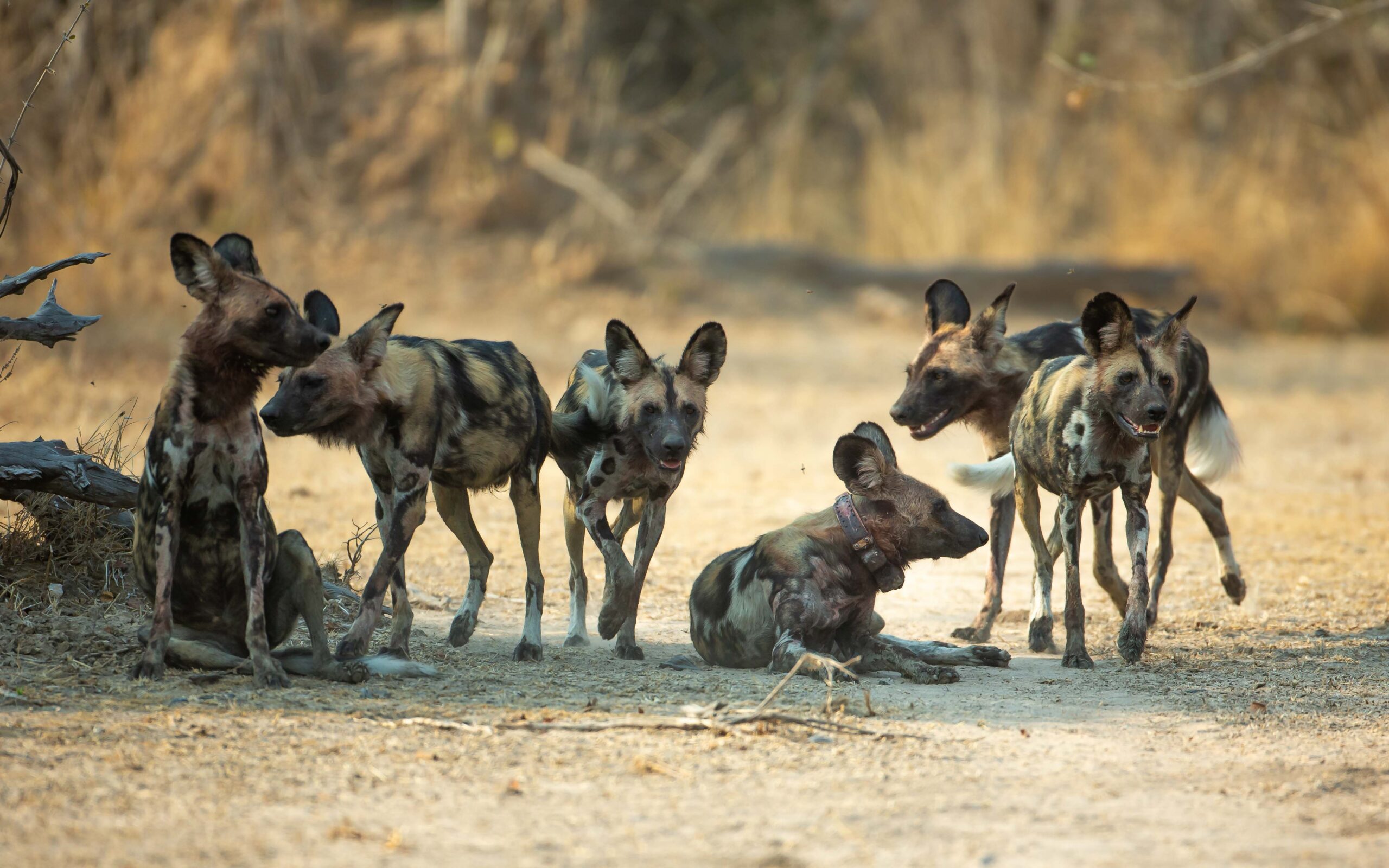 Ecological Connectivity: A Capital Constraint for Species Survival