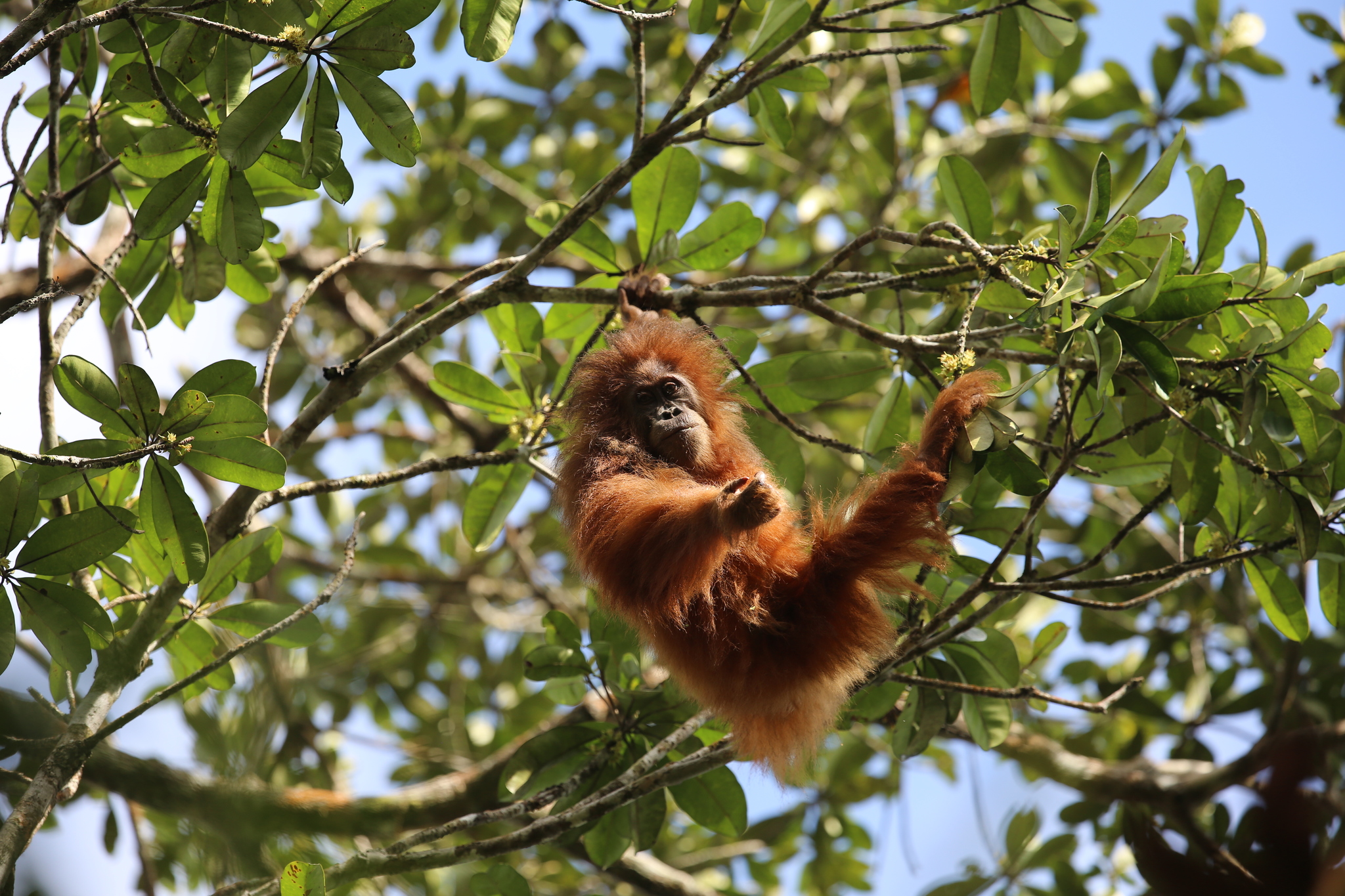 Ecological Shock Reveals Regional Policy Gaps in Southeast Asia