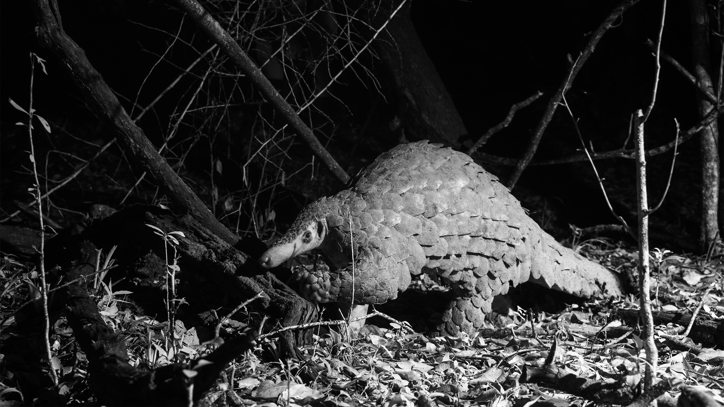 Electric Fences and the Illusion of Conservation