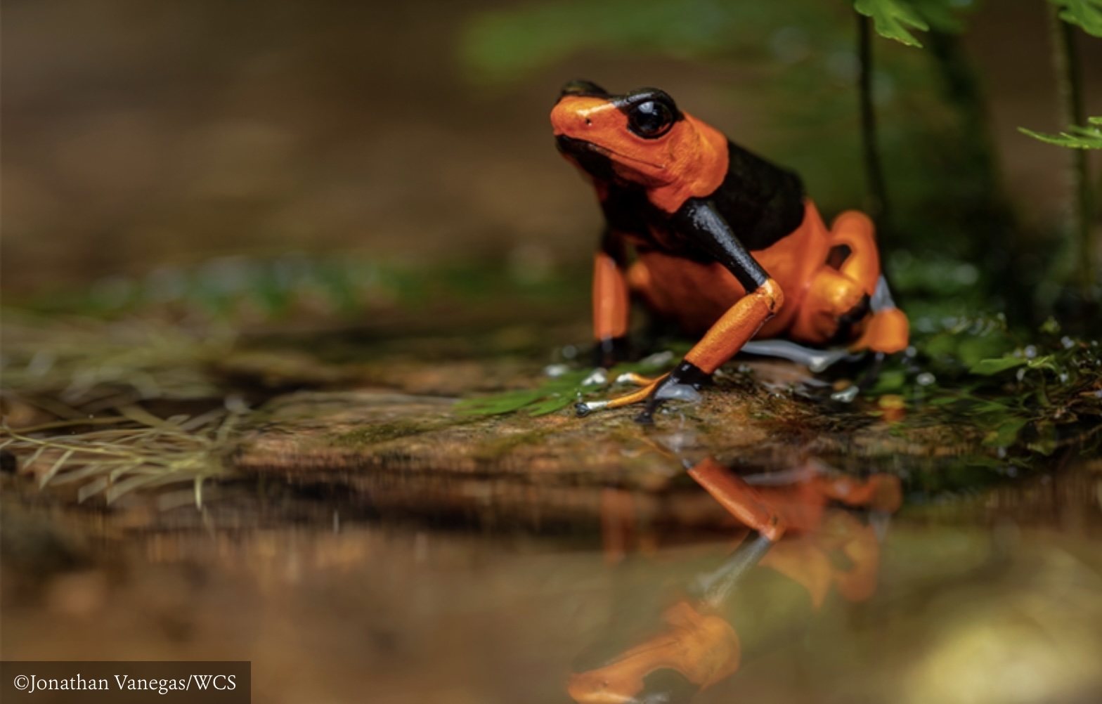 European Seizures Expose the Pacific Coastline Paying for Distant Pet Markets
