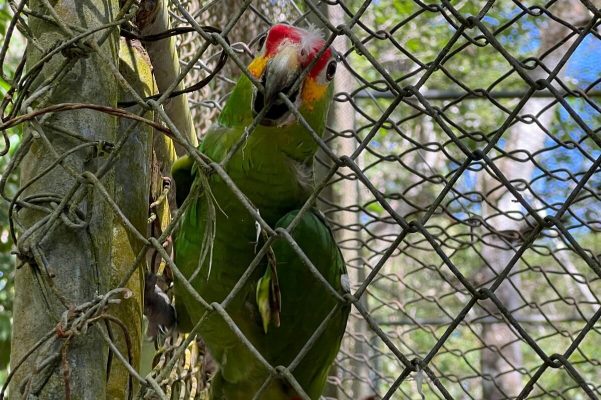 Exotic Pet Trade: Uncontained Pathogen Risk Shifts Decision Power