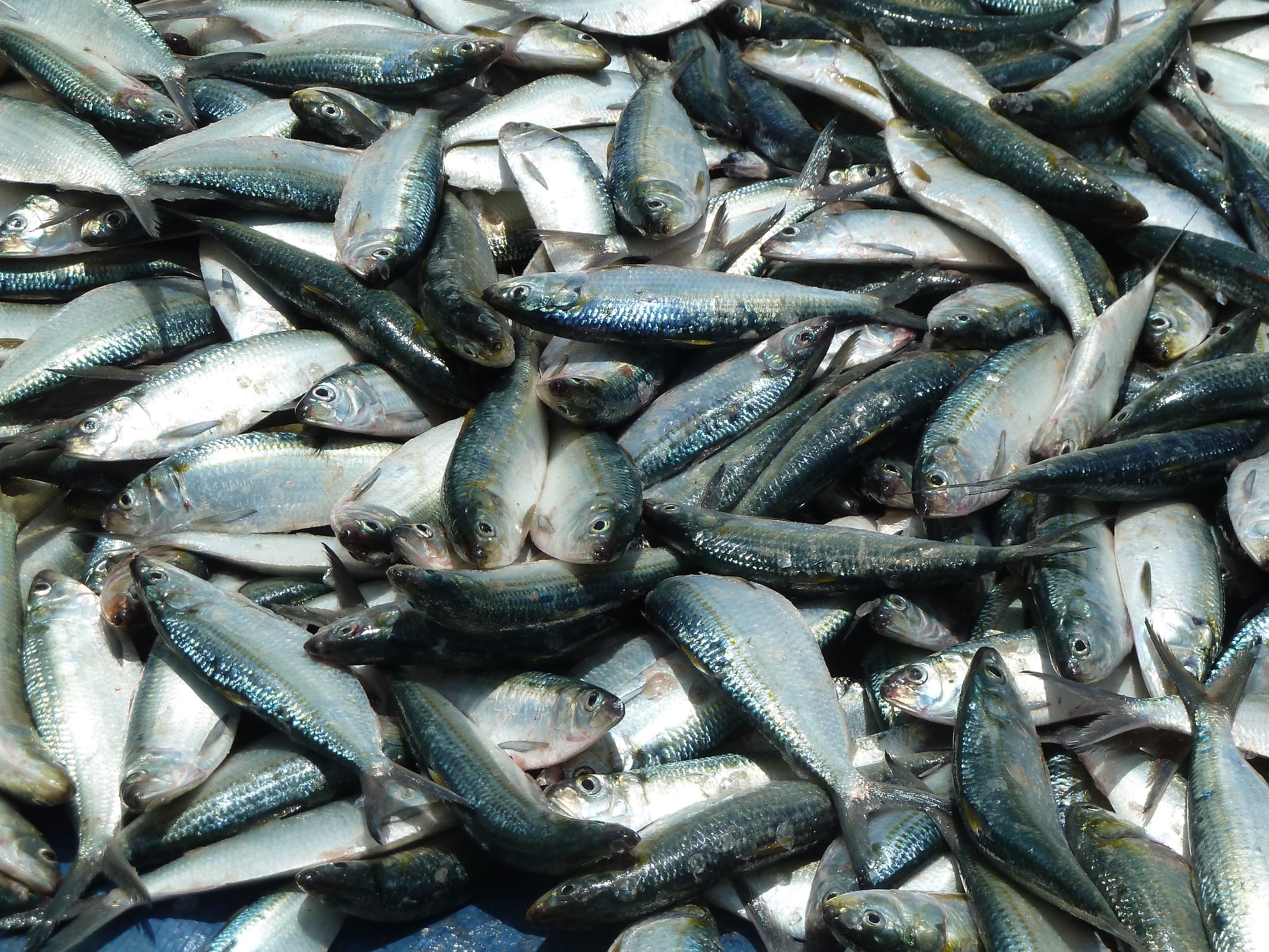 Fishmeal Demand Threatens Regional Food Security Beyond West Africa