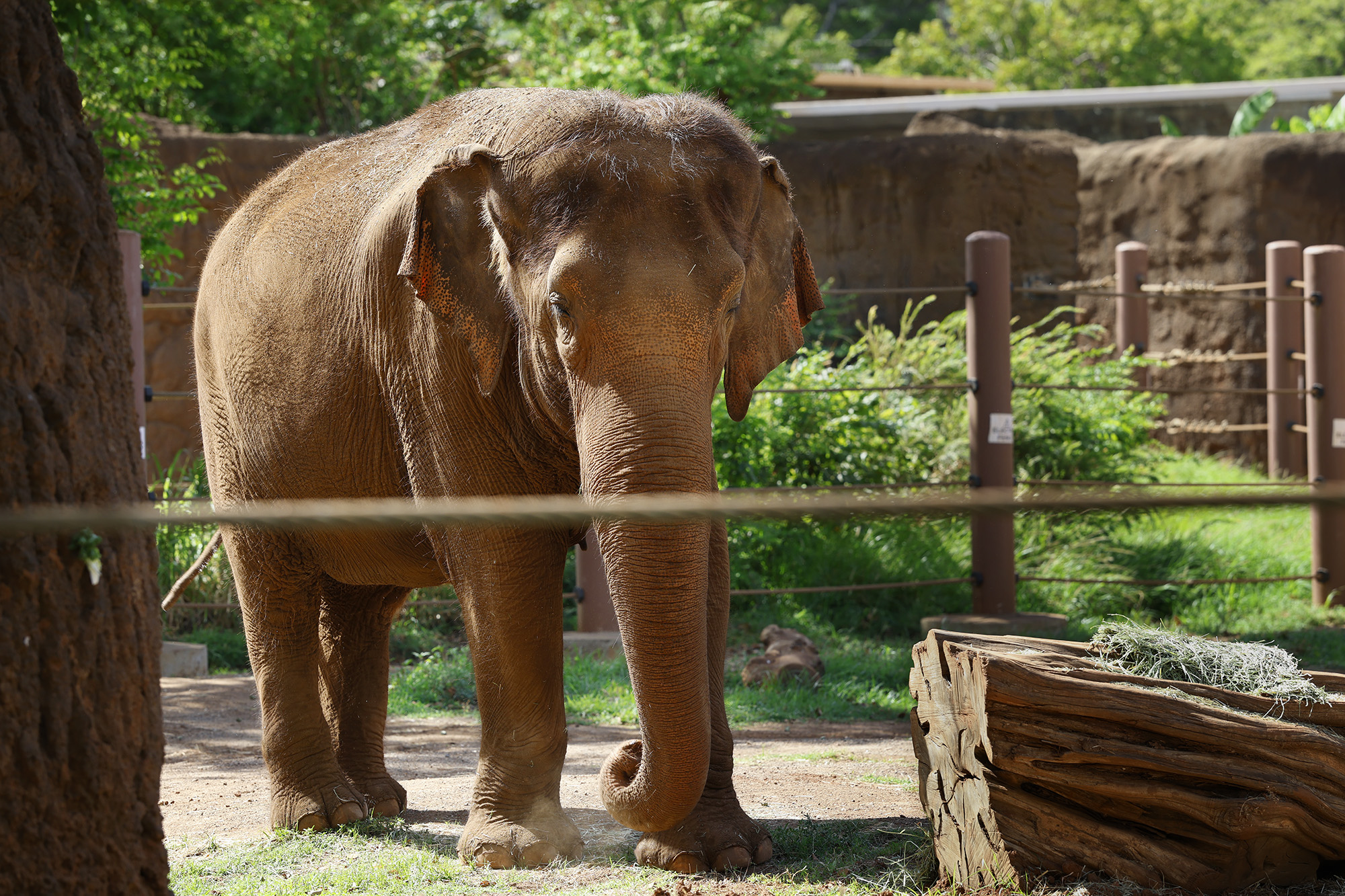 Hawaiʻi Elephant Case: Capital, Not Rights, May Redefine Animal Welfare