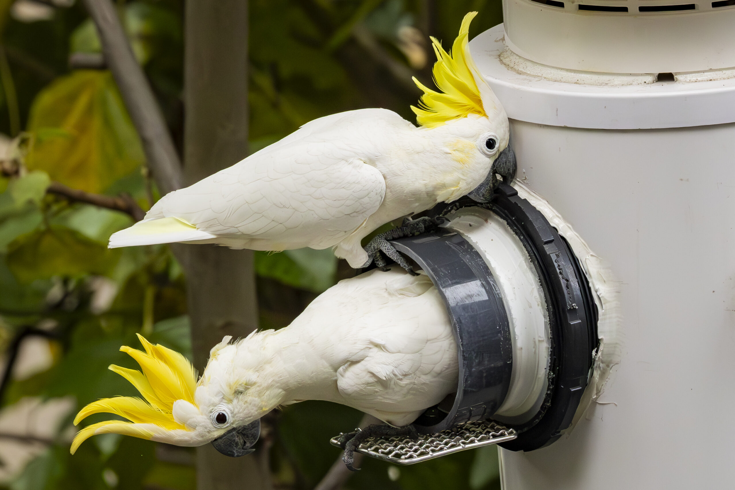 Hong Kong's Cockatoos: A Local Success Amidst Regional Policy Gaps