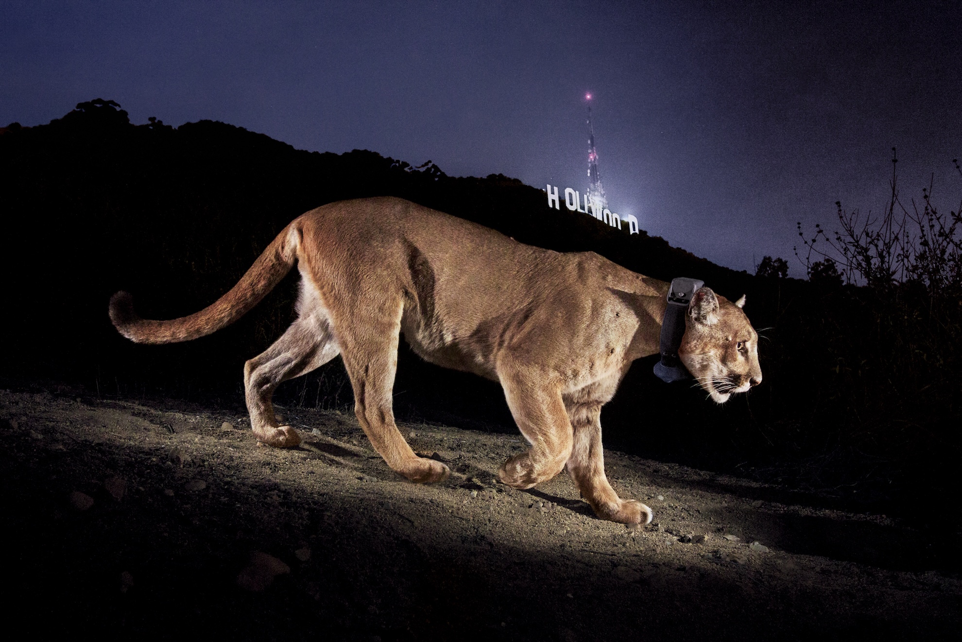 Iconic Images Drive Conservation, Yet Structural Issues Persist