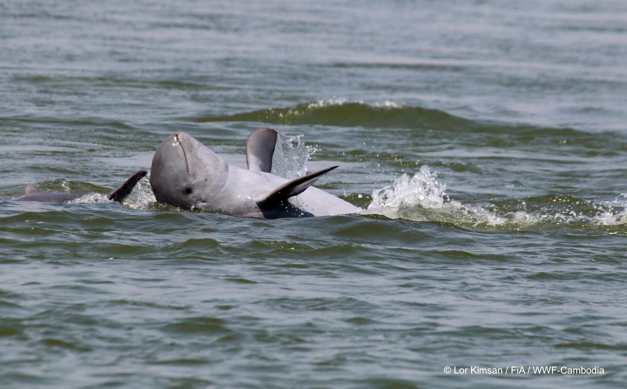 Mekong's Dolphins Highlight Regional Strategy Gap