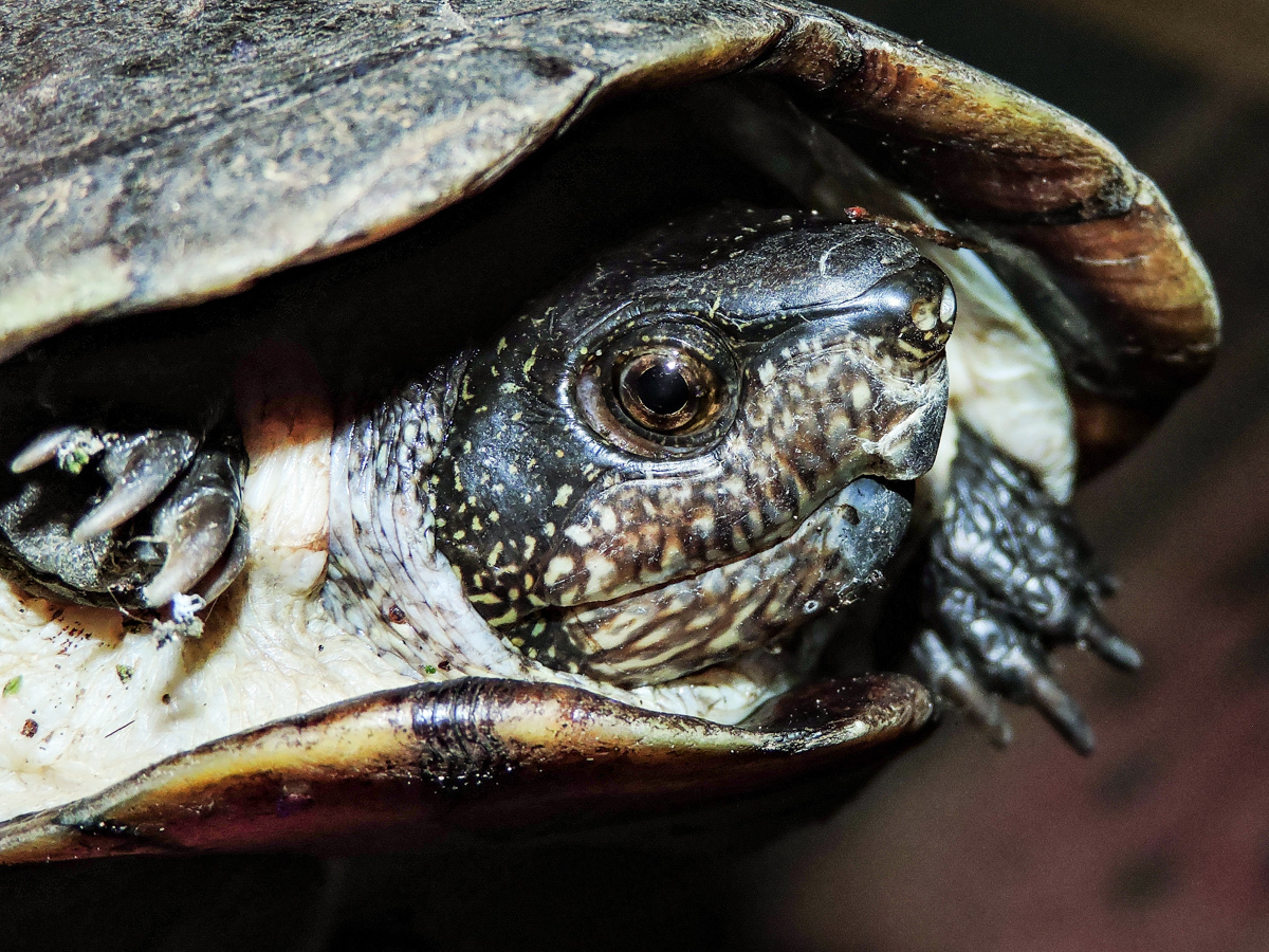 Pet Trade Risks Highlight Policy Inertia, Not Complexity, in Asia-Pacific