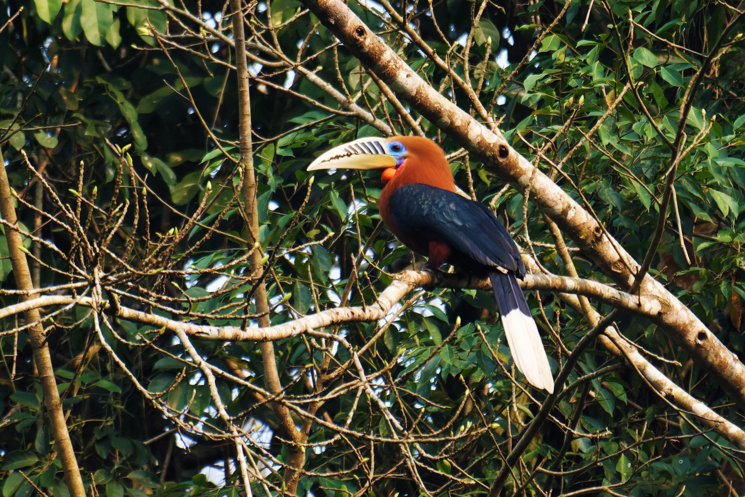 Philanthropy Targets Species Extinction While Territorial Conservation Falters
