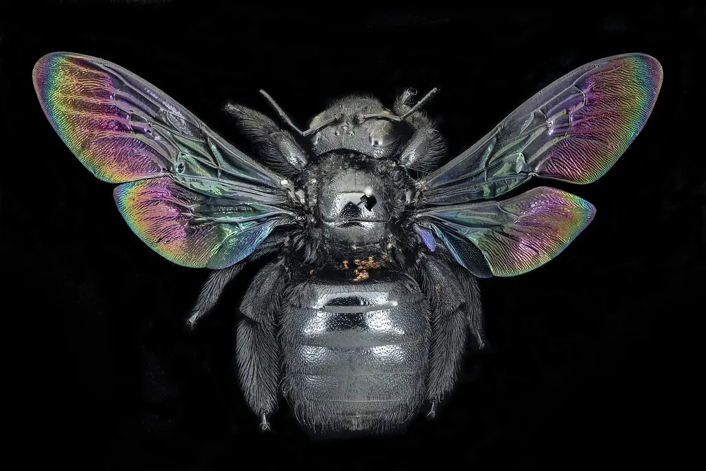 Xylocopa iridipennis, East Java, Indonesia, back_2021-05-27-17.21.13 ZS PMax UDR