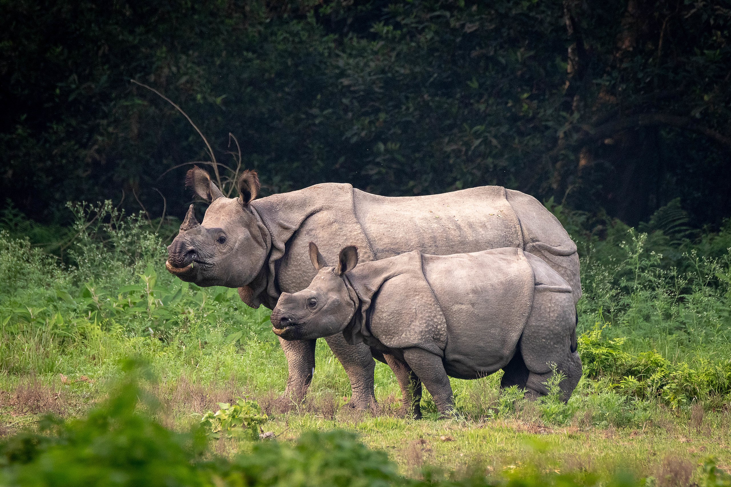Reintroduction Efforts Highlight Unresolved Genetic Loss in Conservation