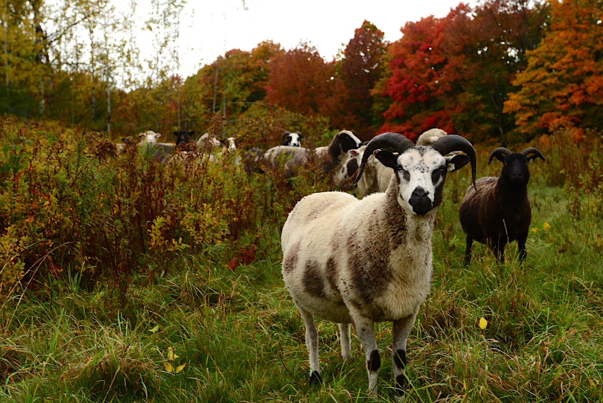 Silvopasture Uptake Exposes the Structural Gap Between Farm Practice and State Funding