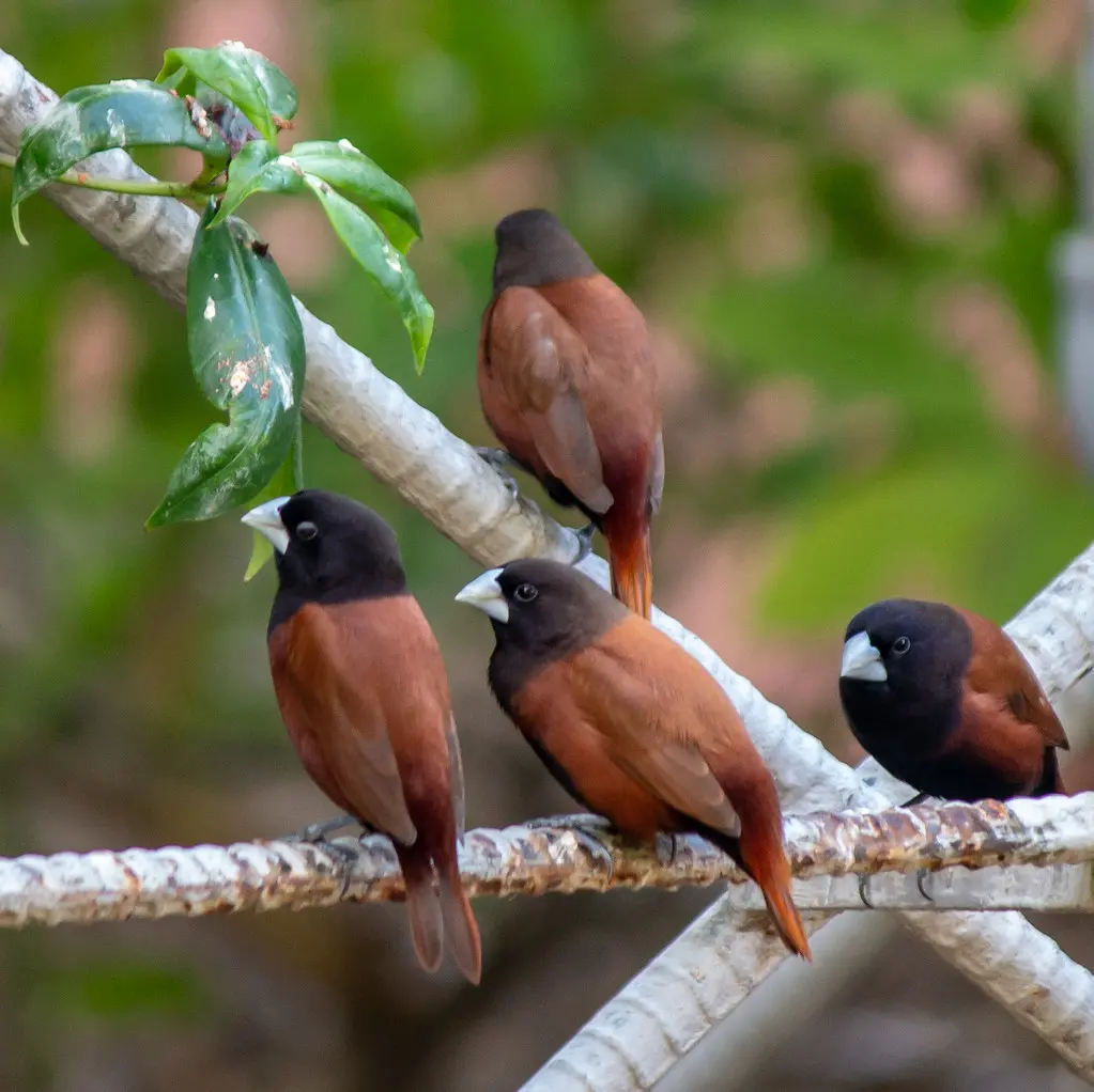 Chestnut Munia, taken in my garden