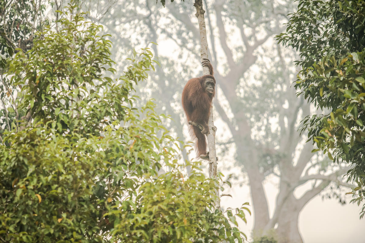 Sustainability Certifications Face Scrutiny Amidst Continuing Ecological Damage