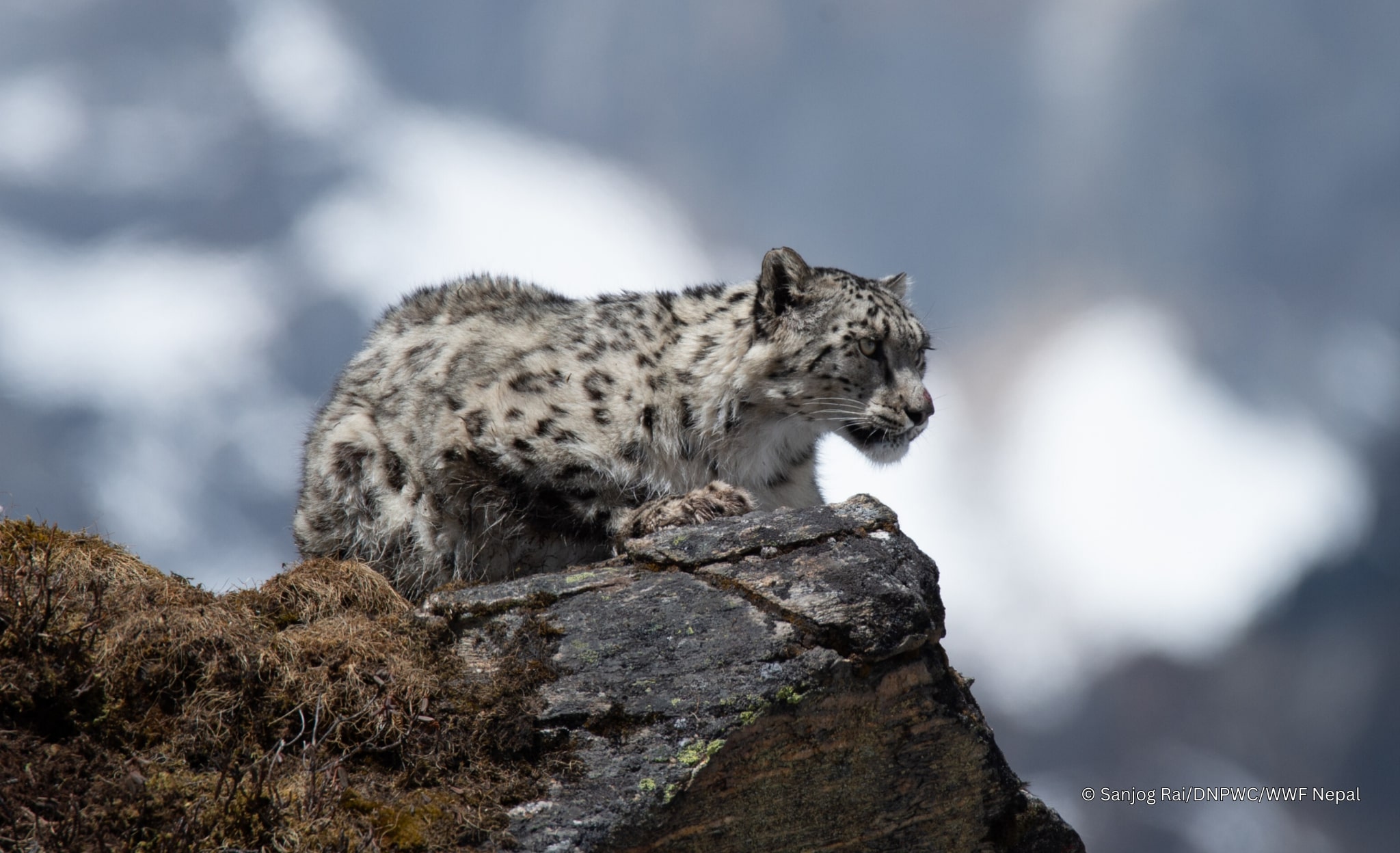 The Arithmetic of Mountain Coexistence