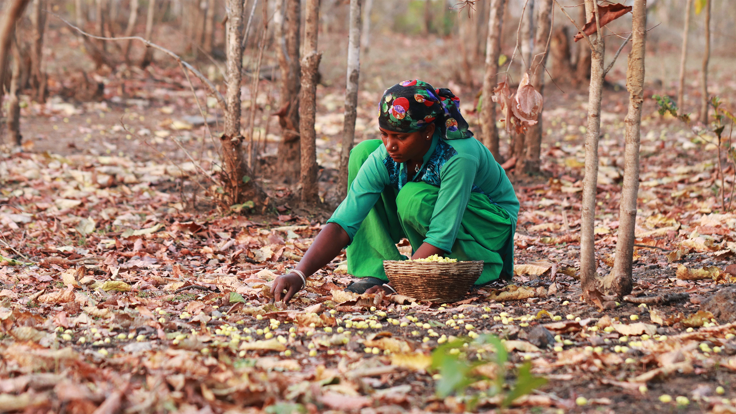 The Ecological Ceilings of India's Non-Timber Forest Economy