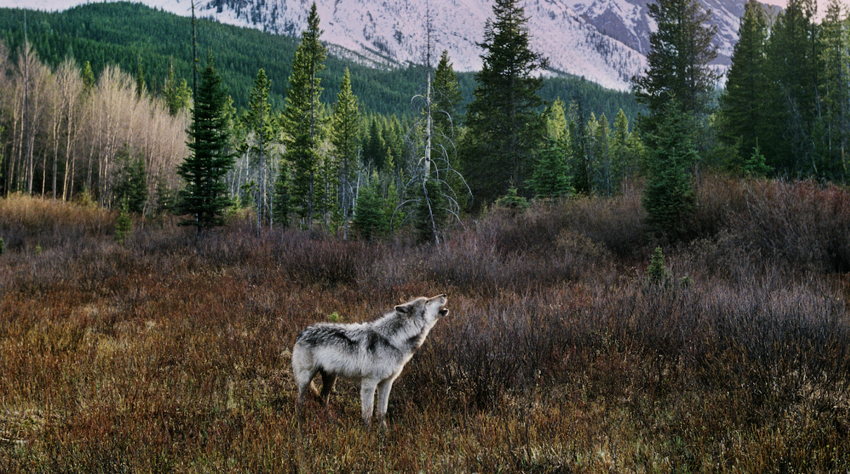 The Flawed Accounting Behind State Wolf Culls